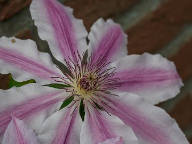 Bahçedeki pembe beyaz çiçekler