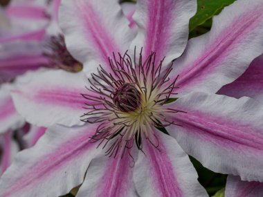 Bahçedeki pembe beyaz çiçekler