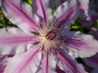 Bahçedeki pembe beyaz çiçekler