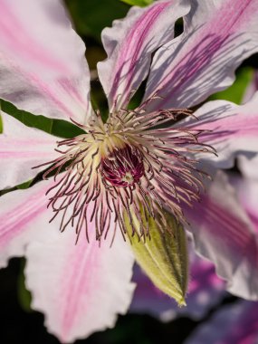 Bahçedeki pembe beyaz çiçekler