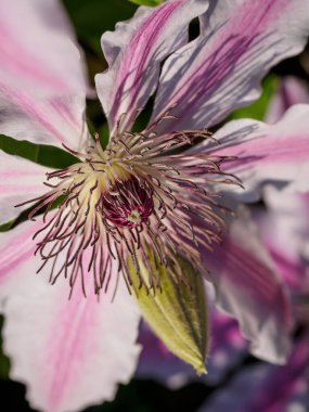 Bahçedeki pembe beyaz çiçekler