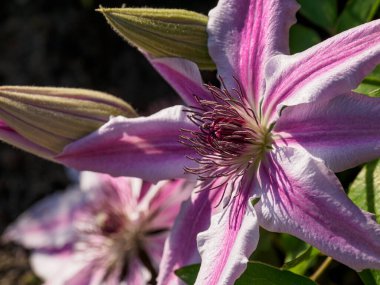 Bahçedeki pembe beyaz çiçekler