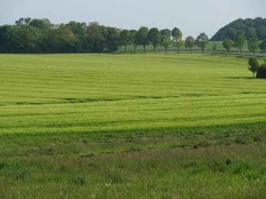 Almanya 'da Billerbeck yakınlarındaki bir çayırda atlar.