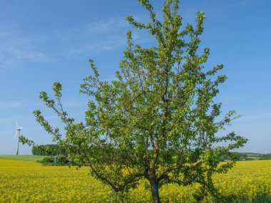 Alman Munesterland 'inde bahar geldi.