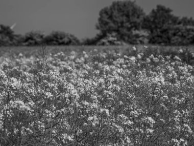 Alman Munesterland 'inde bahar geldi.