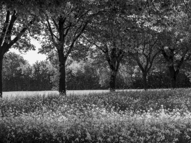 Alman Munesterland 'inde bahar geldi.