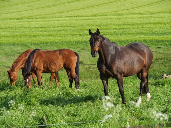 德国比尔贝克附近草地上的马 — 图库照片