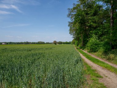 Alman Westphalia 'sında yaz mevsimi