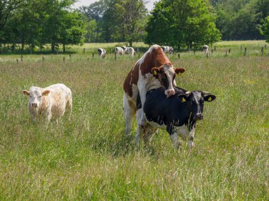 Alman Westphalia 'sında yaz mevsimi