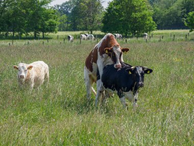 Alman Westphalia 'sında yaz mevsimi