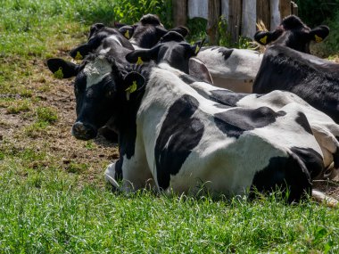Alman Westphalia 'sında yaz mevsimi