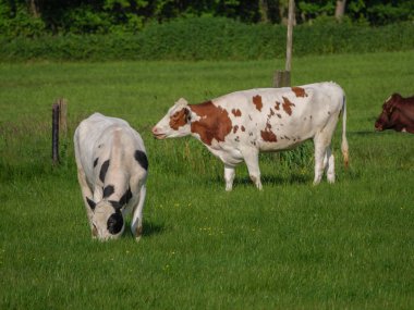 Alman Westphalia 'sında yaz mevsimi