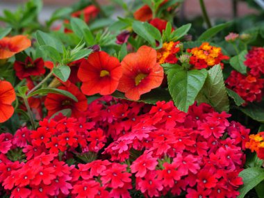 Alman Westphalia 'sında yaz mevsimi