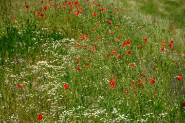 Alman Westphalia 'sında yaz mevsimi