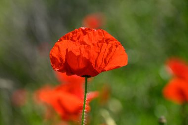 Alman Westphalia 'sında yaz mevsimi