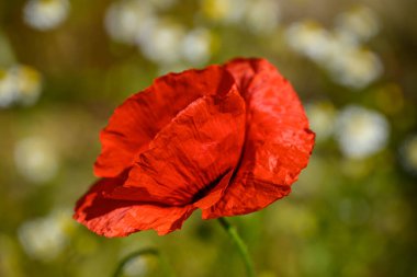 Almanya 'da yaz başları.