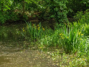 Yazın başında Ochtrup yakınlarındaki Alman Muensterland 'inde.