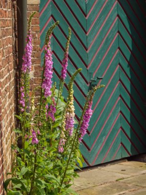 Yazın başında Ochtrup yakınlarındaki Alman Muensterland 'inde.