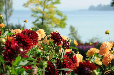 Almanya 'daki Constance gölünde çiçekler