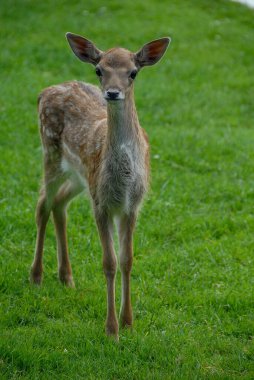 Geyikler Almanya 'da bir gölde