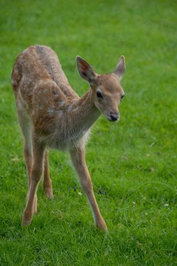 Geyikler Almanya 'da bir gölde