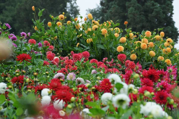Flores Lago Constanza Alemania — Foto de Stock
