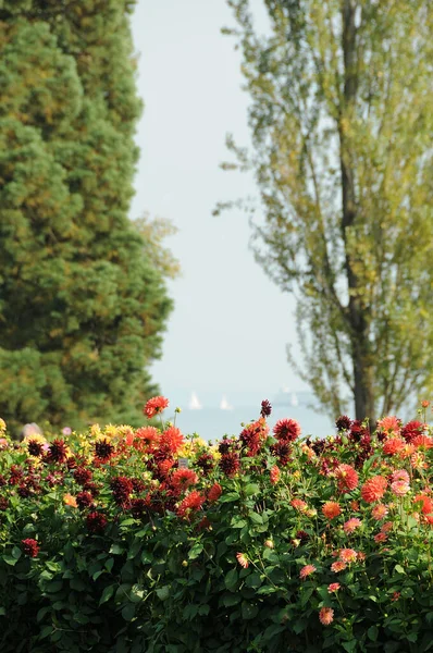 德国康斯坦茨湖畔的花 — 图库照片