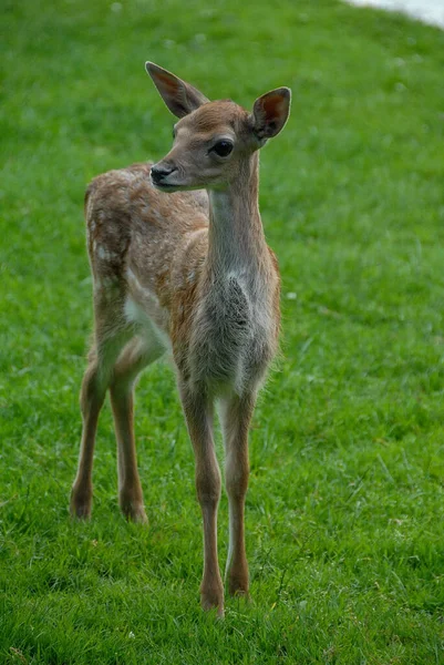 在德国的一个湖畔鹿 — 图库照片