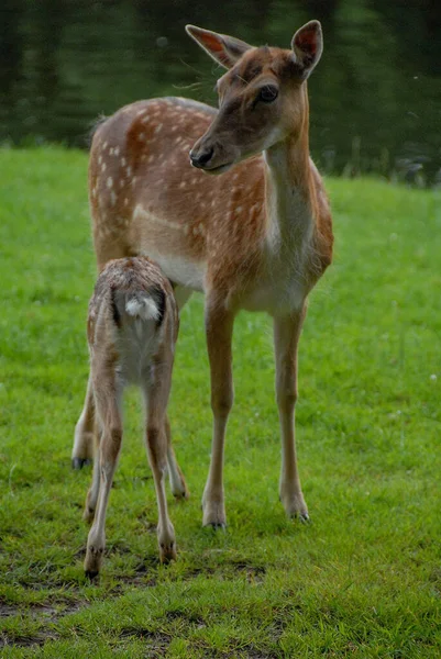 Deers Lake Germany — Stock Photo, Image