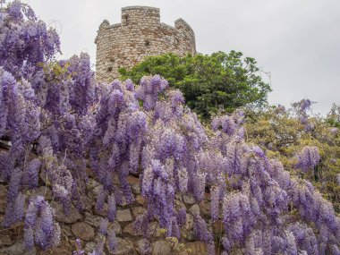 Fransa 'da Akdeniz' de Cannes