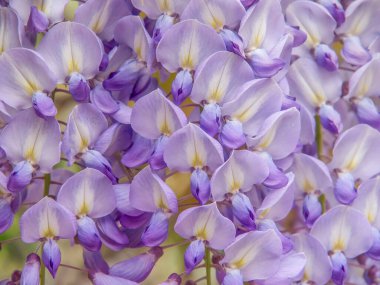 Fransa 'da Akdeniz' de Cannes