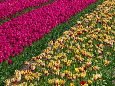 Egmond, Hollanda 'nın kuzey sahilinde.