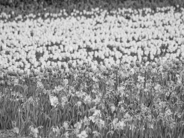 Egmond, Hollanda 'nın kuzey sahilinde.
