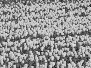 Egmond, Hollanda 'nın kuzey sahilinde.