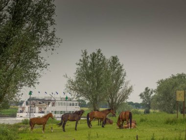 Atlar ijssel nehrinde 