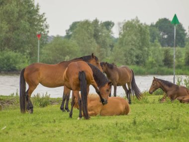 Atlar ijssel nehrinde 