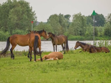 Atlar ijssel nehrinde 