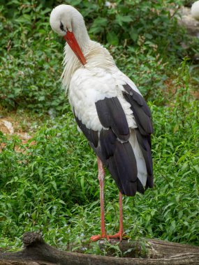 Westphalia 'daki Leylekler