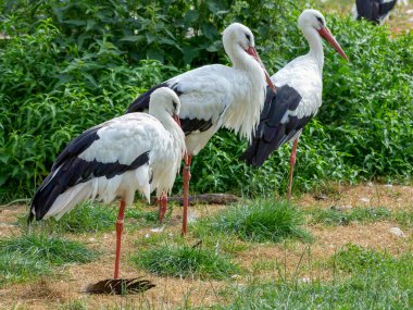 Westphalia 'daki Leylekler