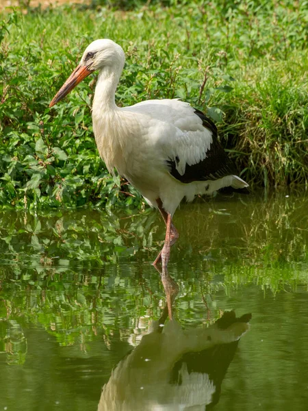 Storks Lake Westphalia — Stock Photo, Image