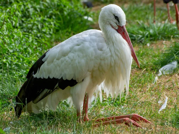 Storks Lake Westphalia — Stock Photo, Image