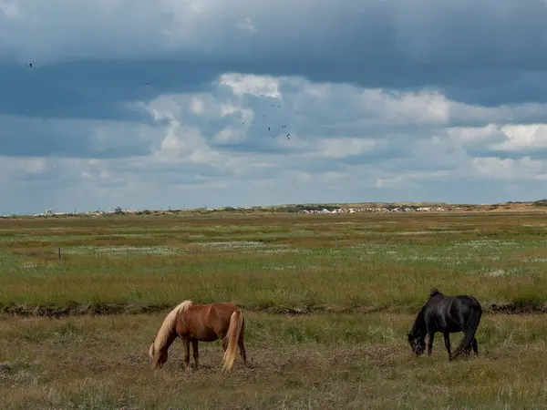 stock image The island of Spiekeroog in the german north sea