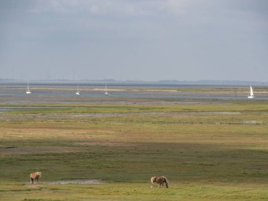 Alman kuzey denizindeki Spiekeroog adası.
