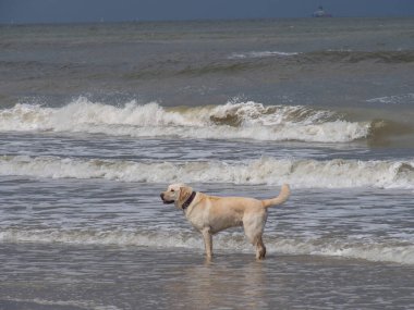 Alman kuzey denizindeki Spiekeroog adası.