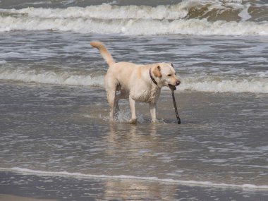 Alman kuzey denizindeki Spiekeroog adası.