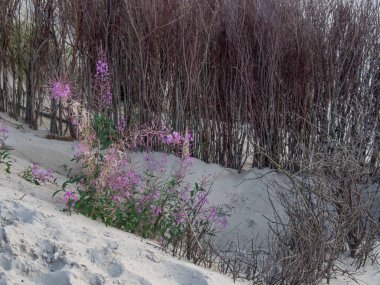 Alman kuzey denizindeki Spiekeroog adası.