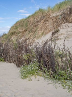 Alman kuzey denizindeki Spiekeroog adası.