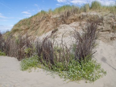 Alman kuzey denizindeki Spiekeroog adası.