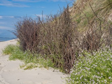Alman kuzey denizindeki Spiekeroog adası.