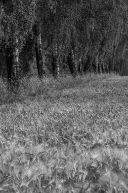 Westphalia 'da bir tarlada mısır.